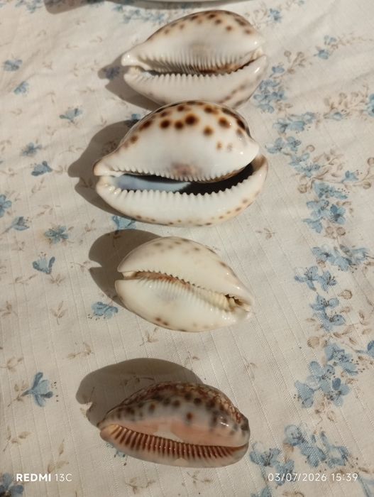 4 búzios colecionadores