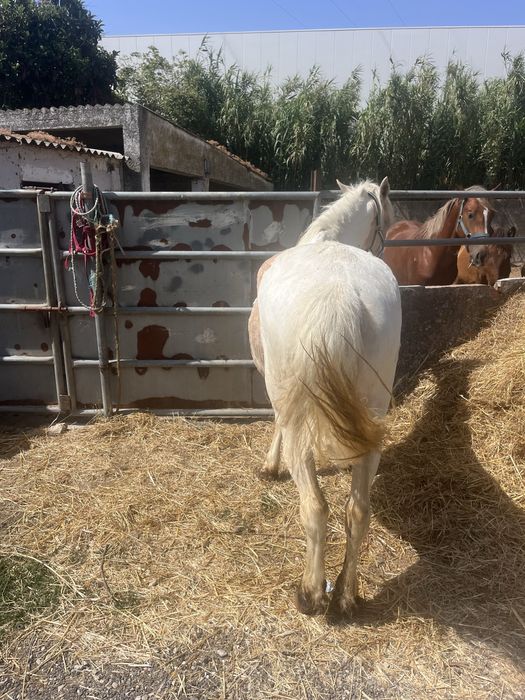 Duplo ponei palomino
