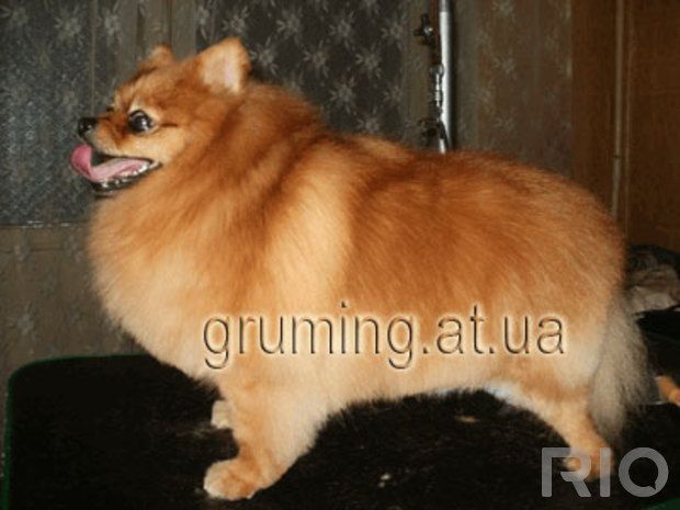 Стрижка собак и котов по приемлемым ценам. Днепропетровск.