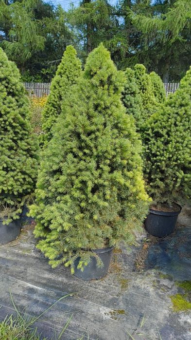 Sprzedam świerki Conica "Daisy' S  White"