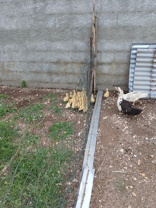 Patos com 2 semanas  de vida