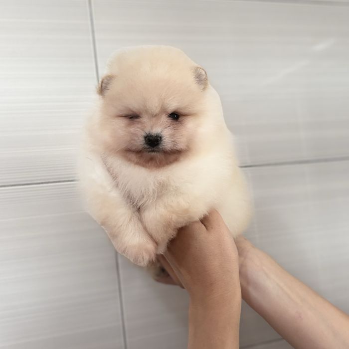 хлопчик шоу класу тип ведмедик