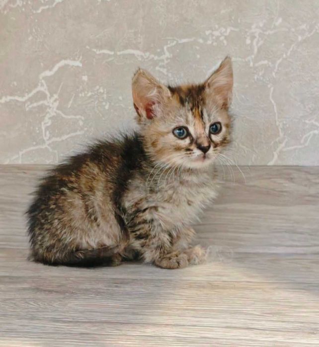 Кошенята в добрі руки