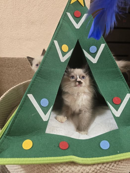 Ragdoll. do nowego domku w lutym