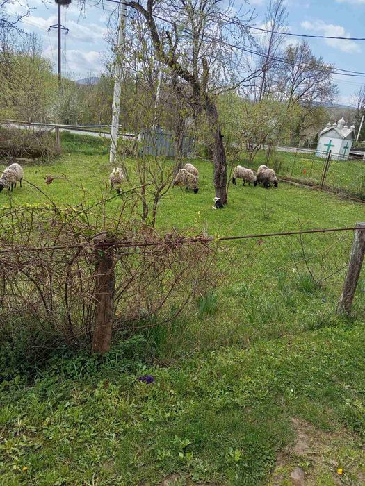 Продам баранчиків