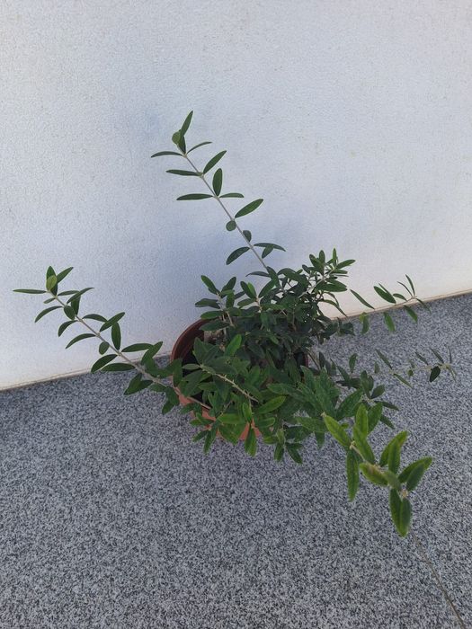 Oliveira bonsai e outras