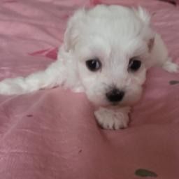 Maltanczyk mini miniaturka