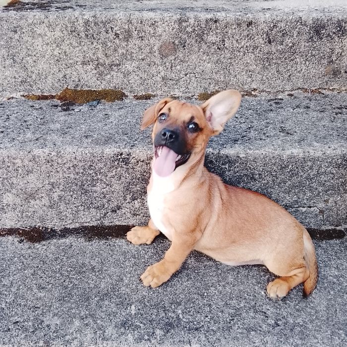 Cães para adoção