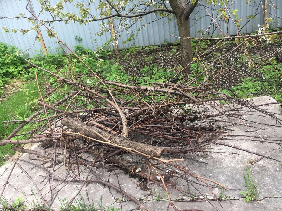 Я отдам дрова , ветки