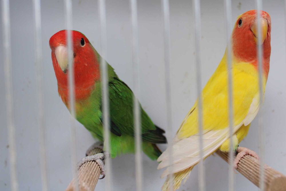 Agapornis roseicollis longfeather