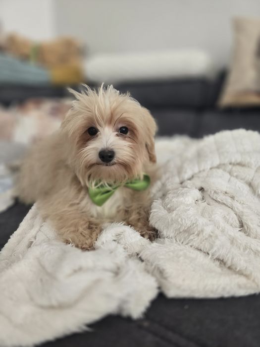 Maltipoo f1 piesek