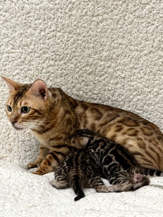 Бенгальські кошенята