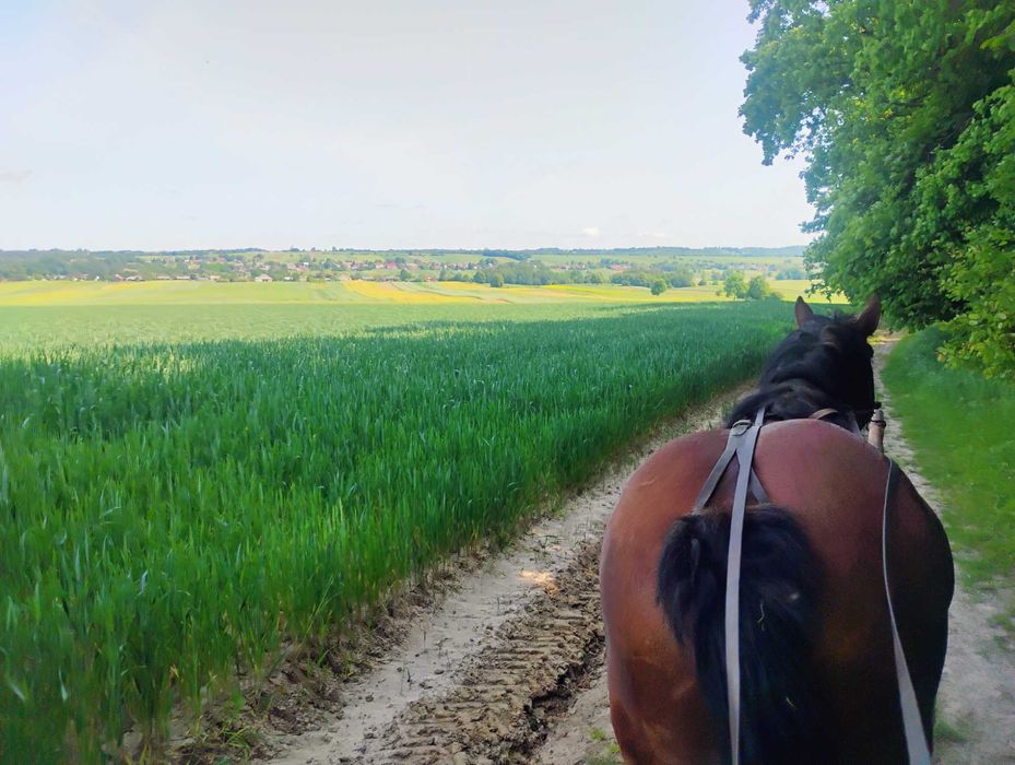 Sprzedam Klacz dla starszej Osoby