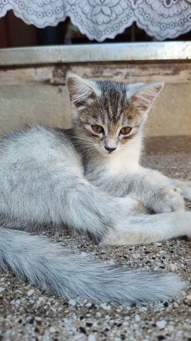 3 котика, всі хлопчики