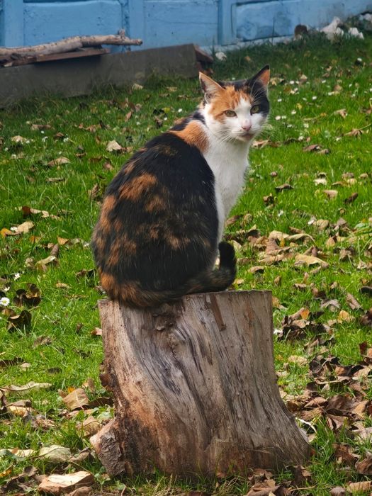 Dorosla kotka do adopcji
