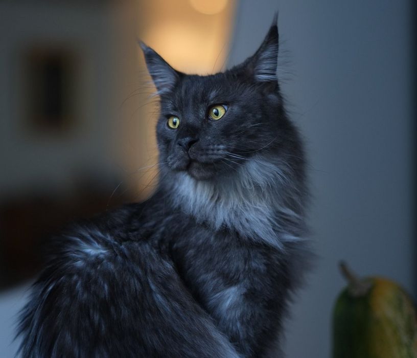 Котят породы мейн-кун.   Кошенята породи Мейн-кун