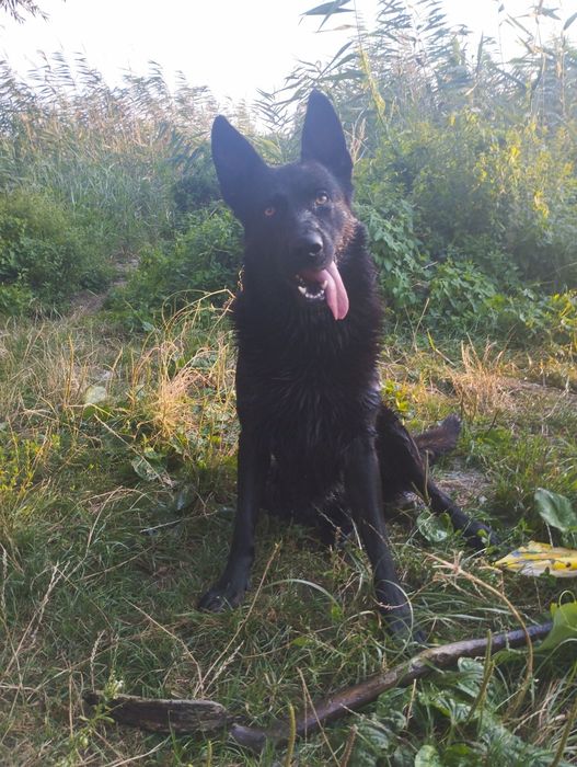 Вязка.Кобель,пес німецька вівчарка для вязки