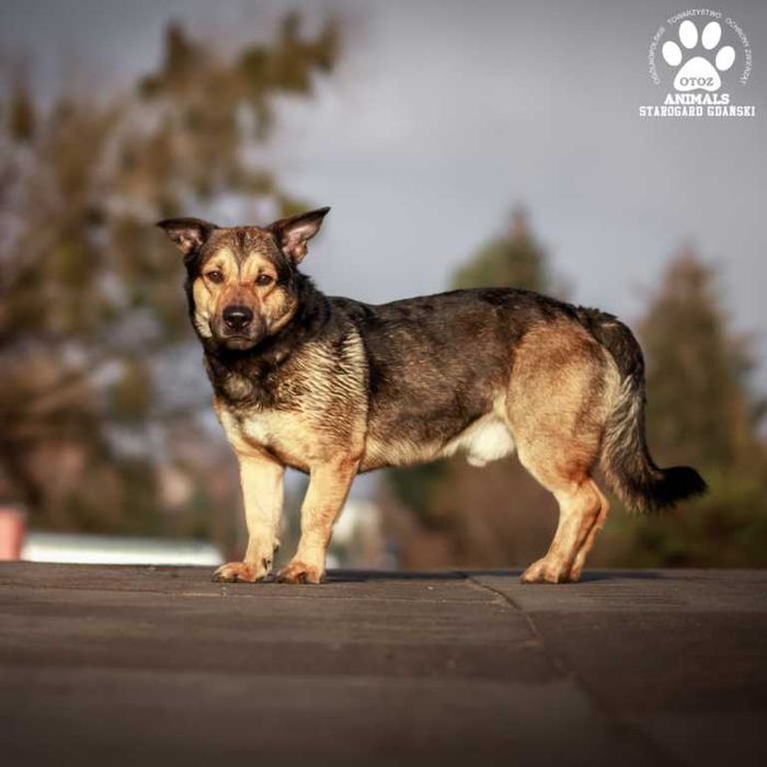 Kochany pies Pawełek do adopcji!