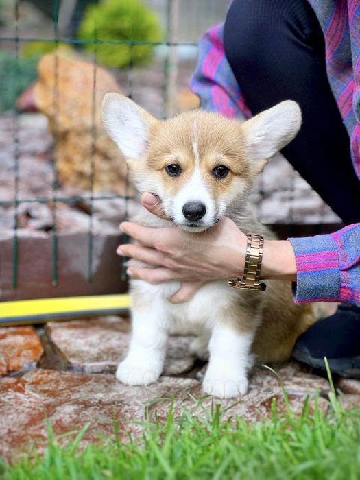 Вельш корги пемброк