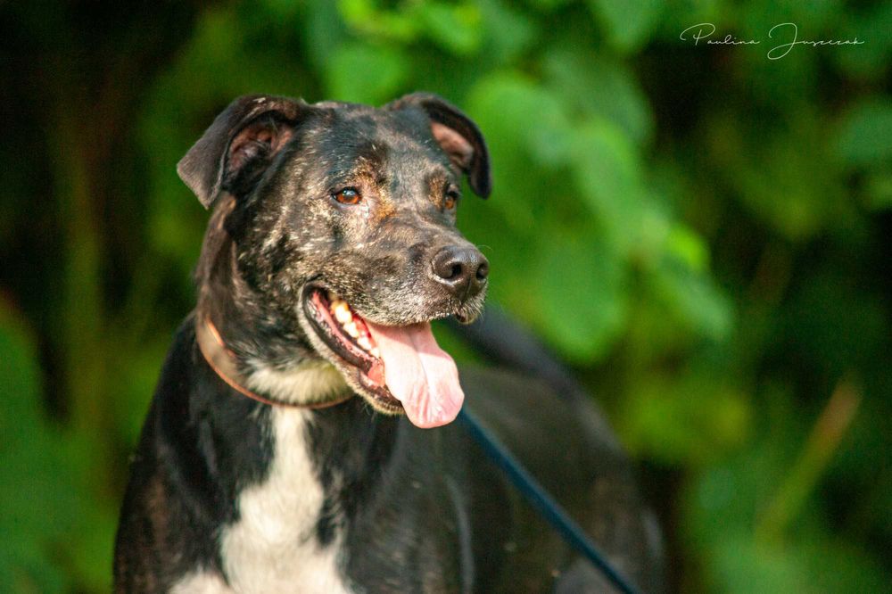 Biedny Lagos już dwa lata czeka na Ciebie, odezwij się!