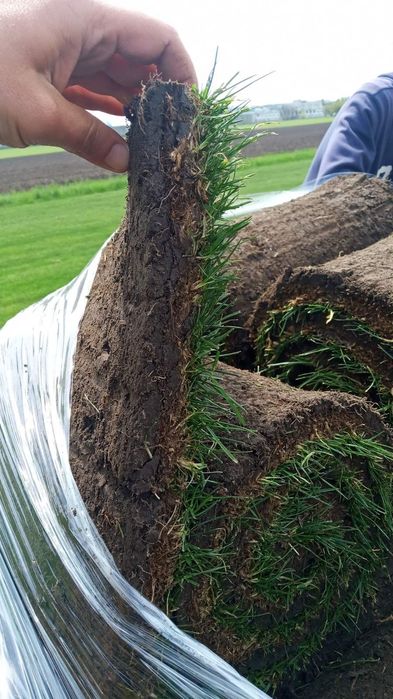 Газонна трава Універсальна