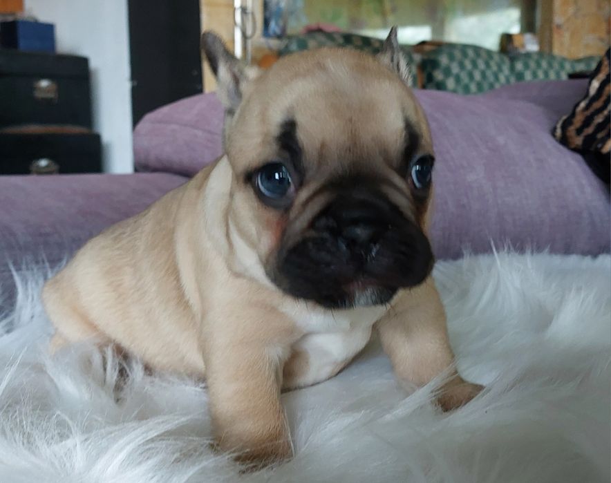 Bulldog francês menino