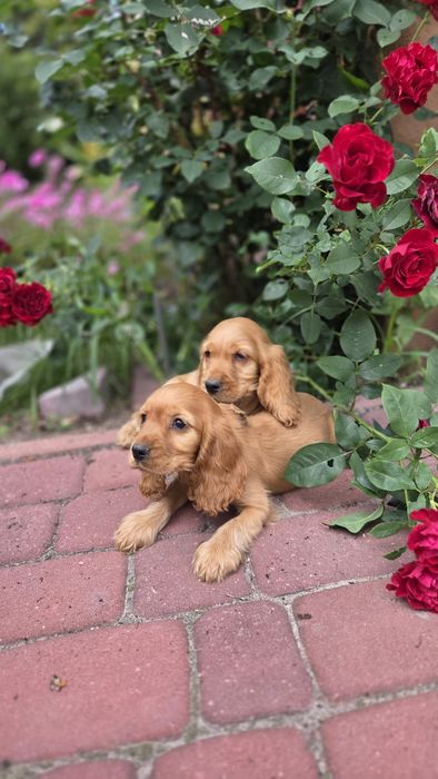 Cocker Spaniel Angielski