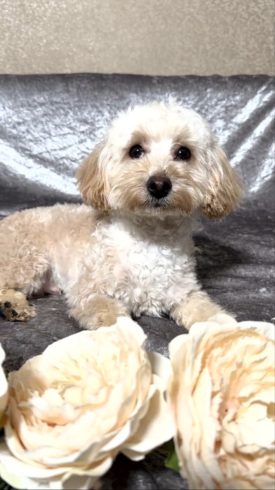 Хлопчик мальтіпу