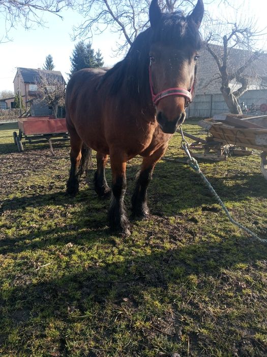 Sprzedam kobyle zrebna