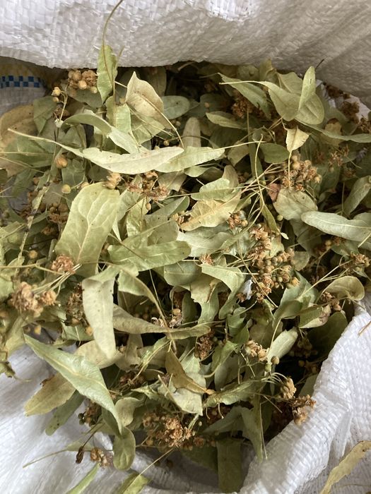 Продам липу, цвіт липи, липовий чай збору 2025