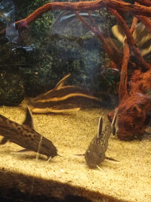Sprzedam pyszczaki i sumiki wraz z akwarium i filtrami
