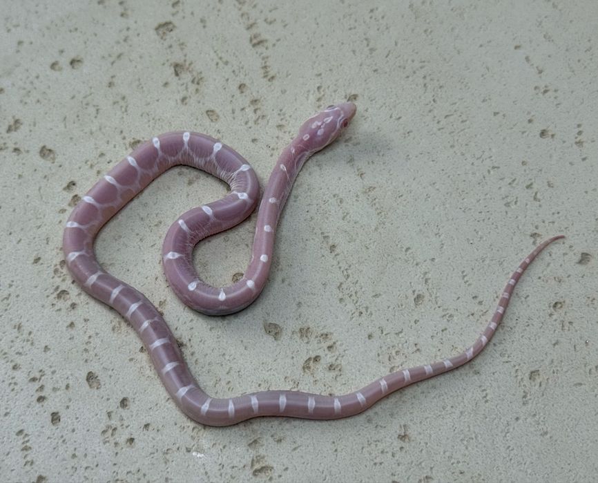 Wąż zbożowy Snow Scaleless samiec