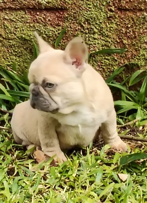 Bulldog Francês Lilac