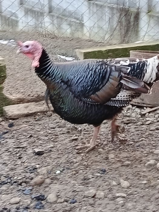 Продам Індика 13 кг