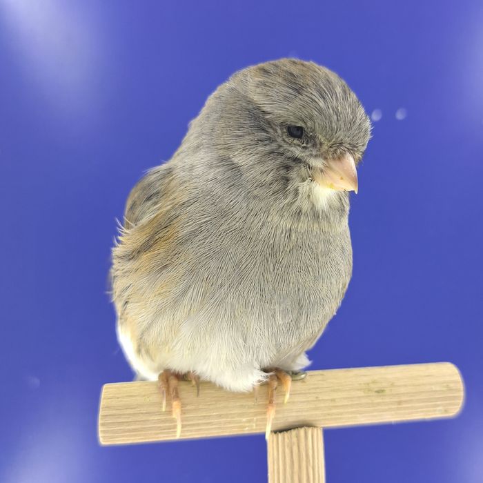 Kanarek, samczyk 22 - sprzedam, Wrocław