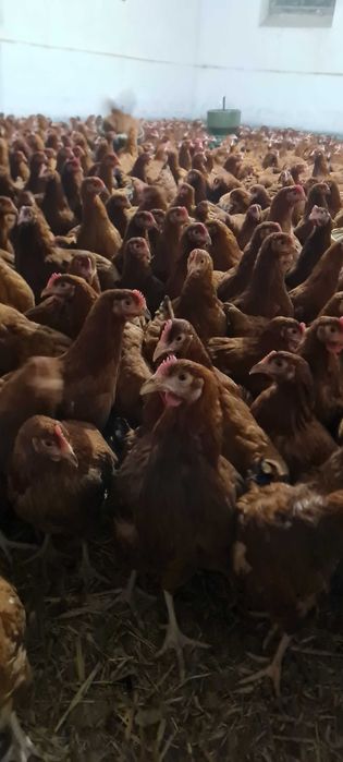 NIOSKI KURY !! Wiele ras prosto od Hodowcy ! Dowóz GRATIS !!