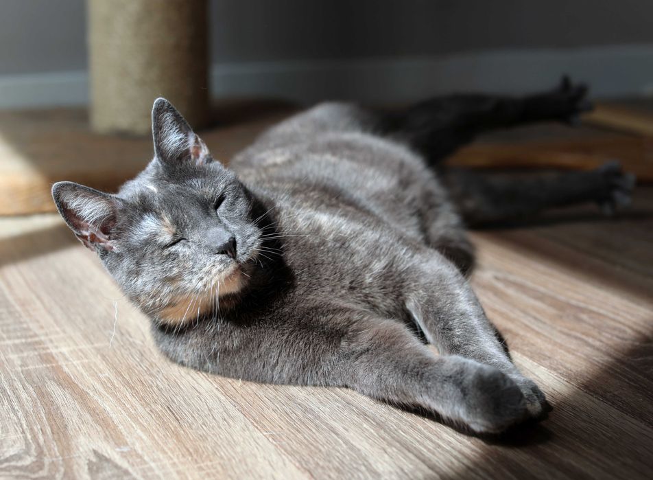 Cudny team poleca sie do adopcji.