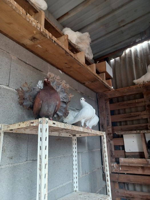 Pombos rabo de leque