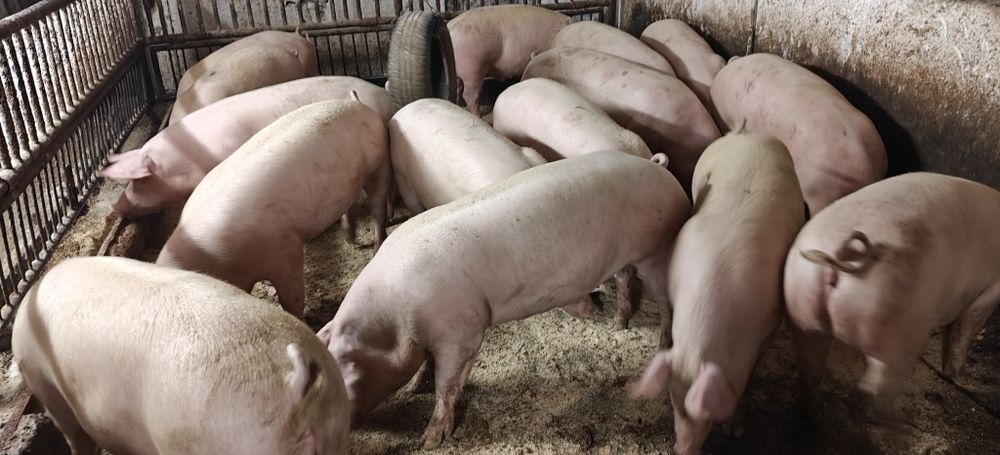 Tuczniki,świnie sprzedam