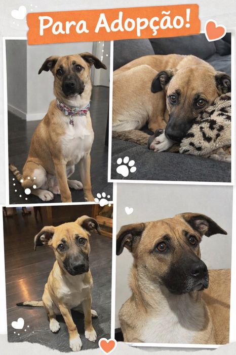 PRINCESA PEACH PARA ADOPÇÃO vacinada esterelizada desparasitada