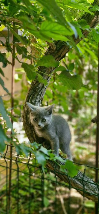 Кошенята безкоштовно