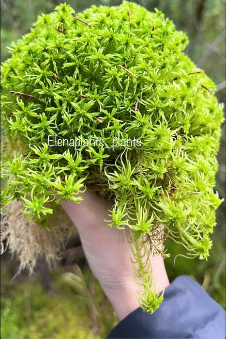 Опоры для растений, Мох Сфагнум.