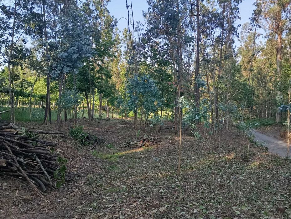 Limpezas de Terrenos