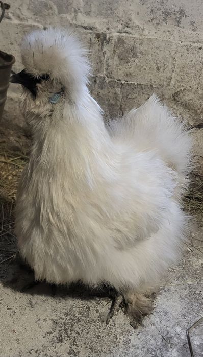 Инкубационное яйцо карликового кохинхина, бентамки, шовкова, мильфлер