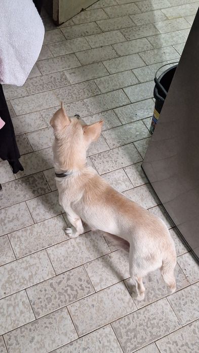 Caes bebes para adoção