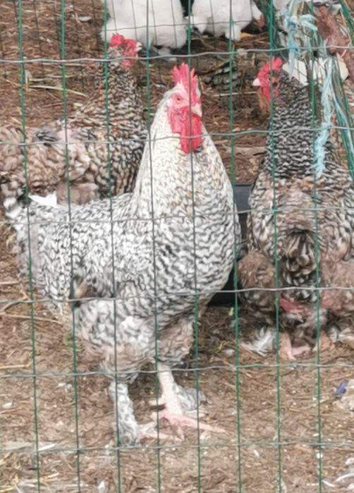 Galo ou galinha Malines