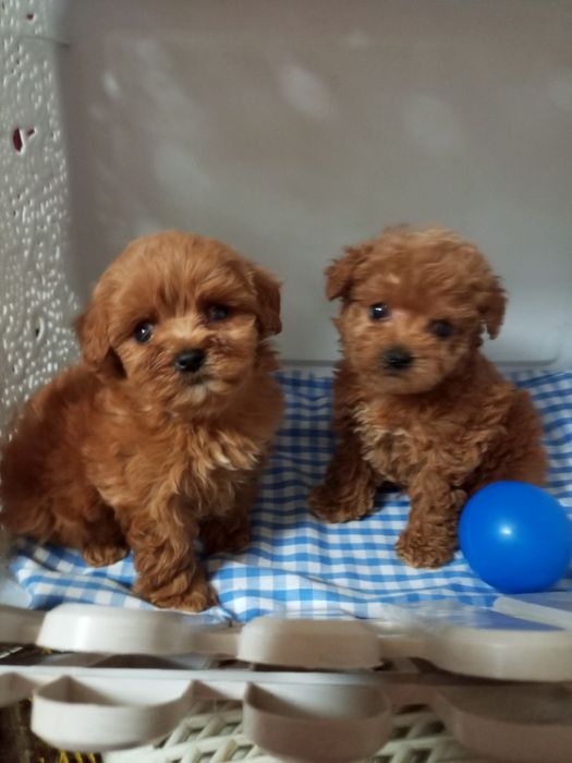 Крихітки Хлопчик і дівчинка мікро