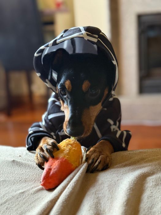 Pinscher macho para adoção – 2 anos, castrado