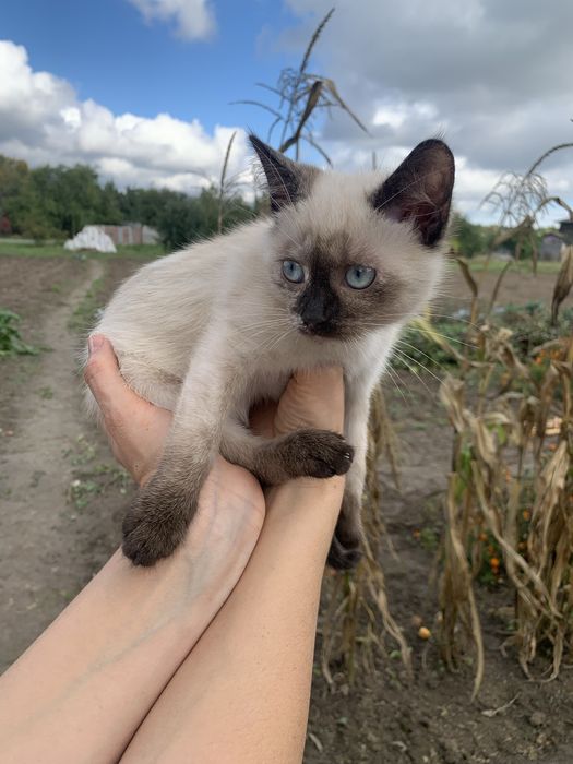 Кошеня киця сіамська