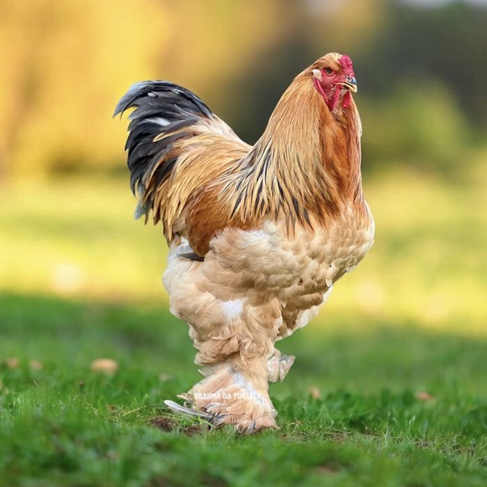 BRAHMA BUFF NEGRO / AZUL ( OVOS )